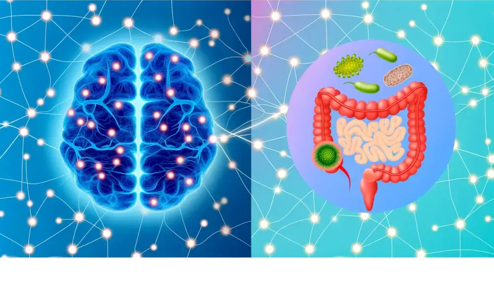 What Is the Gut-Brain Axis? Understanding the Link Between Your Gut and Mind