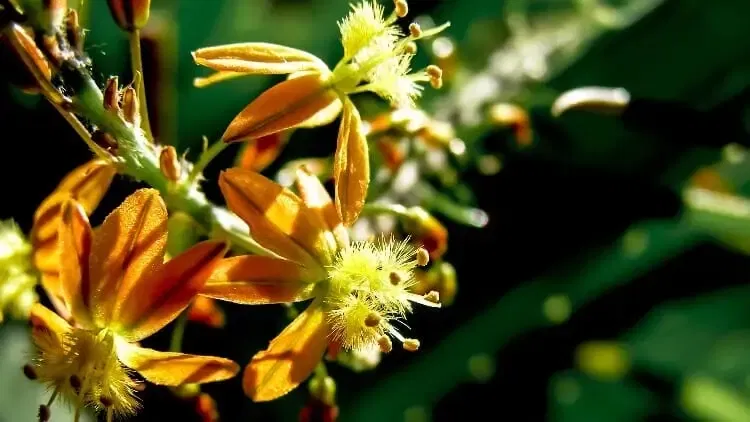 Bulbine Natalensis Testosterone Benefits and Supplement Side Effects
