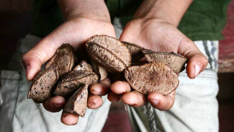 The Link Between Eating Brazil Nuts And Testosterone Levels