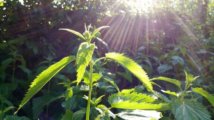 Can Stinging Nettle Increase Testosterone Levels?